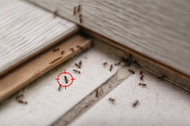 Best Best Pest Control Companies  in Seneca, IL