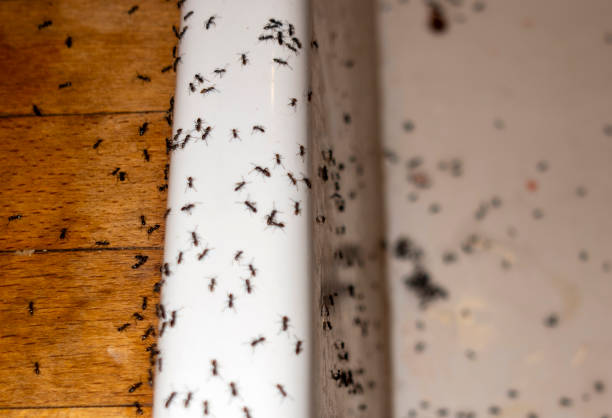 Best Pest Prevention Services  in Seneca, IL