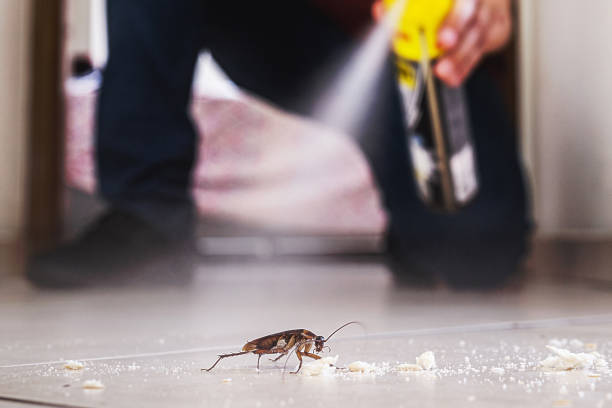 Best Flea Control Services  in Seneca, IL
